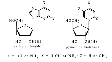 Structure of Nucleosides