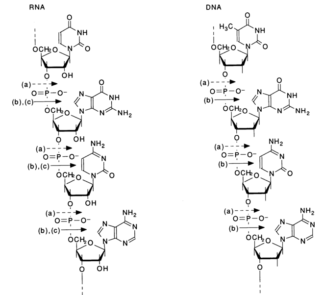 Nature of Internucleotide Linkages