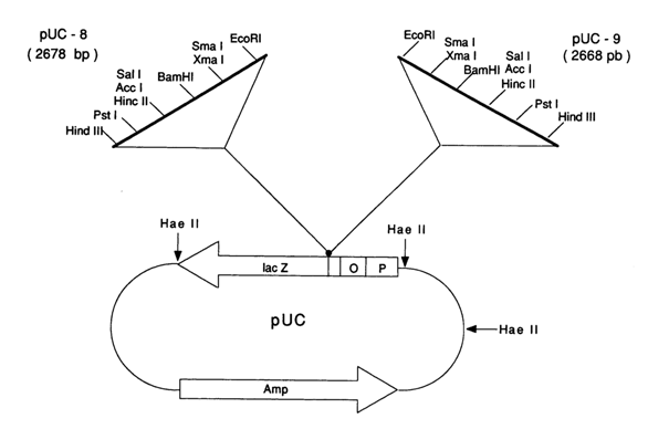 251~1.GIF (20391 bytes)