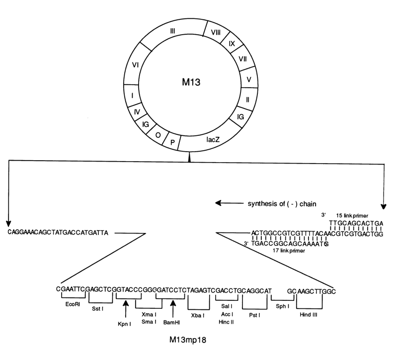 263~1.GIF (44749 bytes)