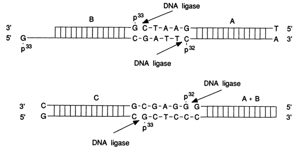 497~1.GIF (24238 bytes)